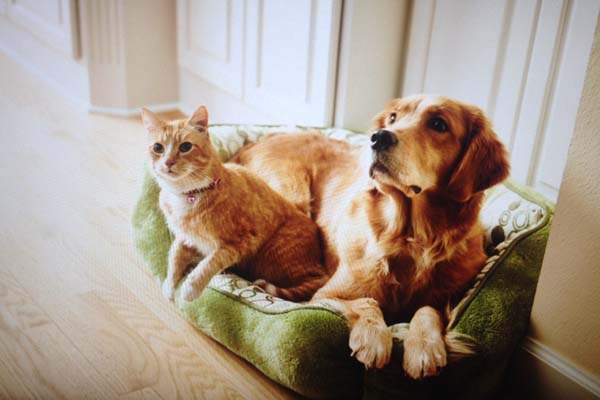 crescent golden retrievers, nayla photo shoot