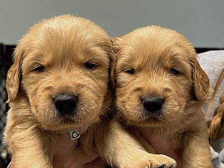 crescent golden retriever puppies in raleigh north carolina