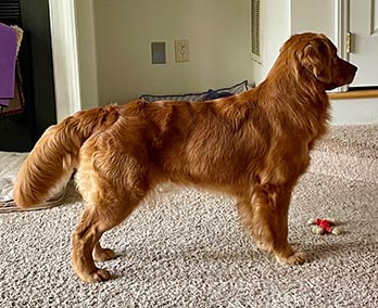 Crescent's Up Up And Away aka munchkin