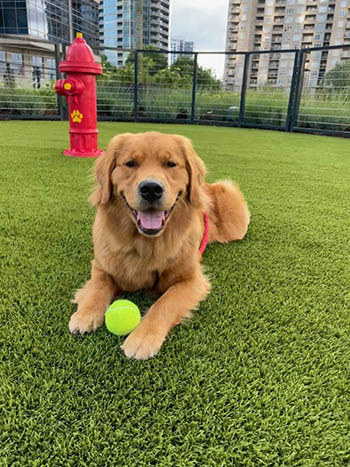 Crescent Golden Retriever puppies