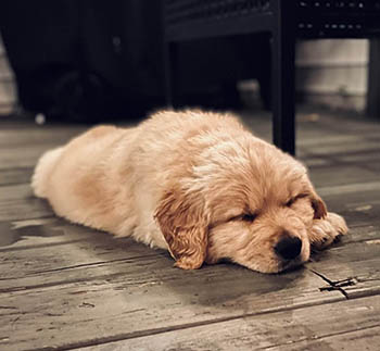 Crescent Golden Retriever puppies