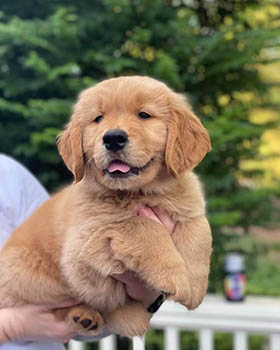Crescent Golden Retriever puppies
