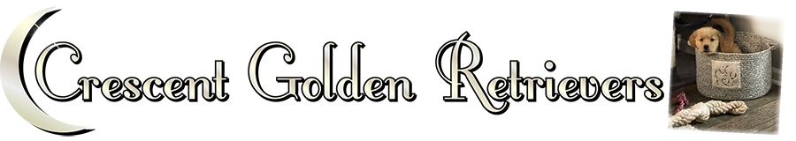 golden retrievers, golden retriever breeders, golden retriever puppies, crescent golden retrievers